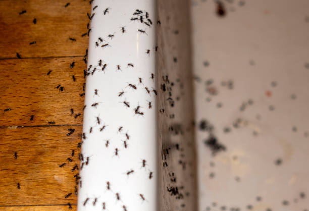 Professional Pest Control in Mart, TX