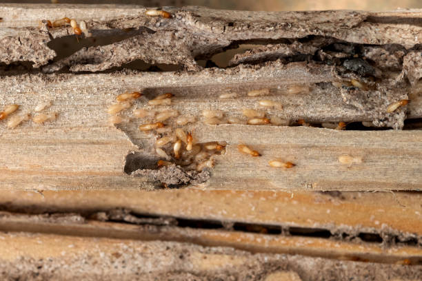 Best Mosquito Control Services  in Mart, TX